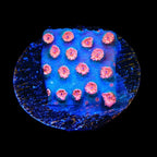 Meteor Shower Cyphastrea Coral