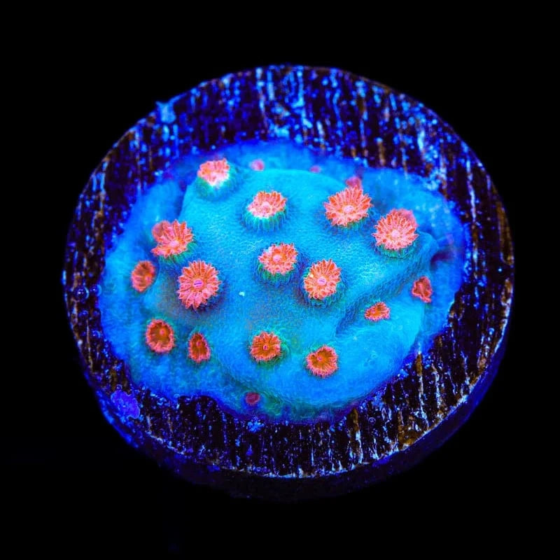 Meteor Shower Cyphastrea Coral