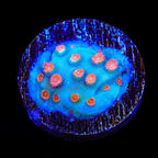 Meteor Shower Cyphastrea Coral