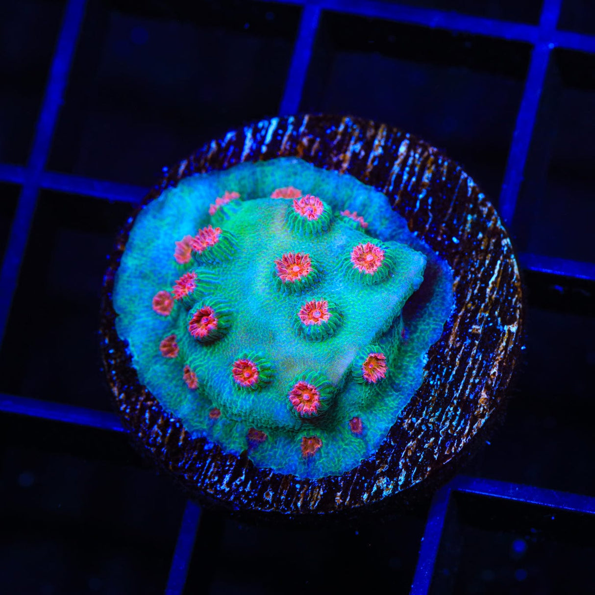 Meteor Shower Cyphastrea Coral