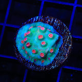 Meteor Shower Cyphastrea Coral