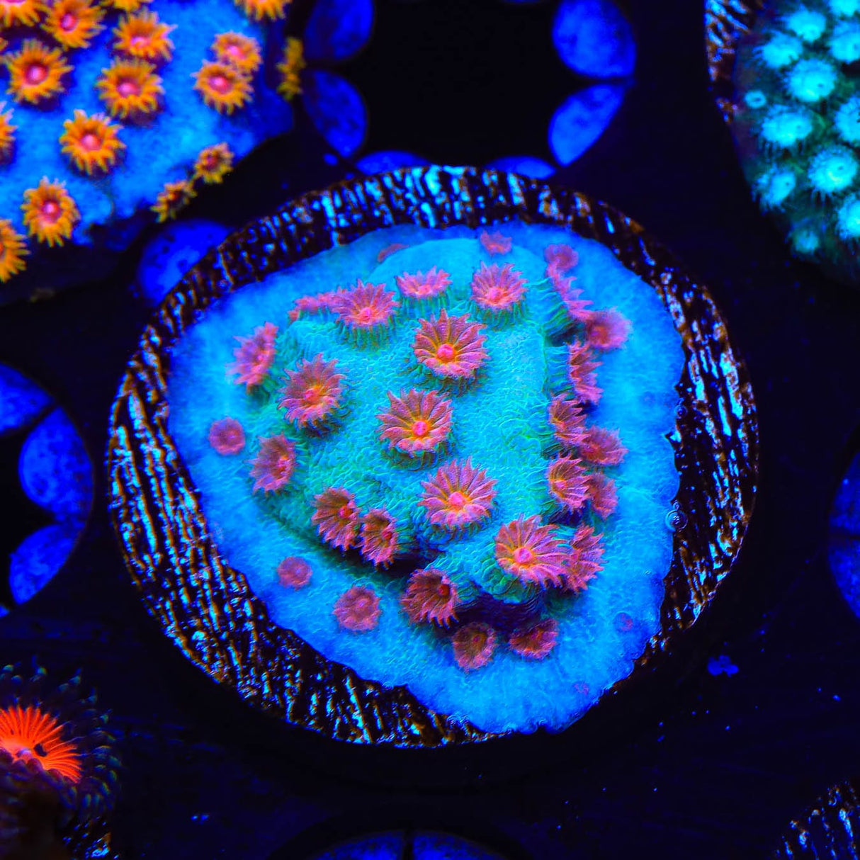 Meteor Shower Cyphastrea Coral