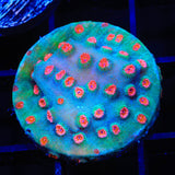 Meteor Shower Cyphastrea Coral