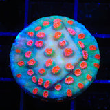 Meteor Shower Cyphastrea Coral