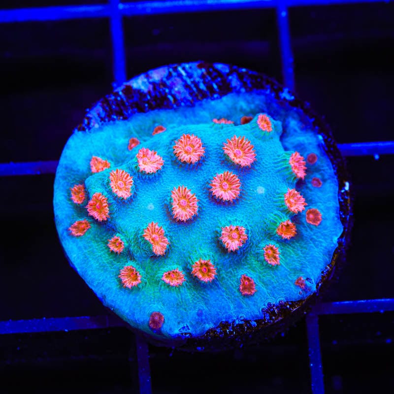 Meteor Shower Cyphastrea Coral