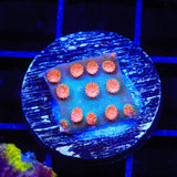 Meteor Shower Cyphastrea Coral