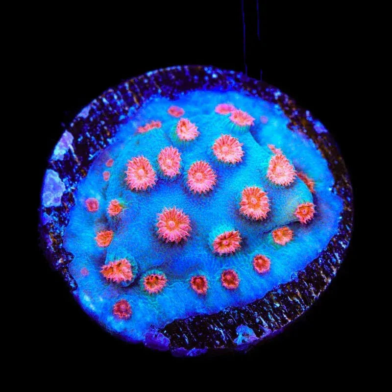 Meteor Shower Cyphastrea Coral