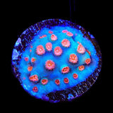 Meteor Shower Cyphastrea Coral