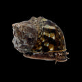 Mexican Turbo Snail – Turbo fluctuosa
