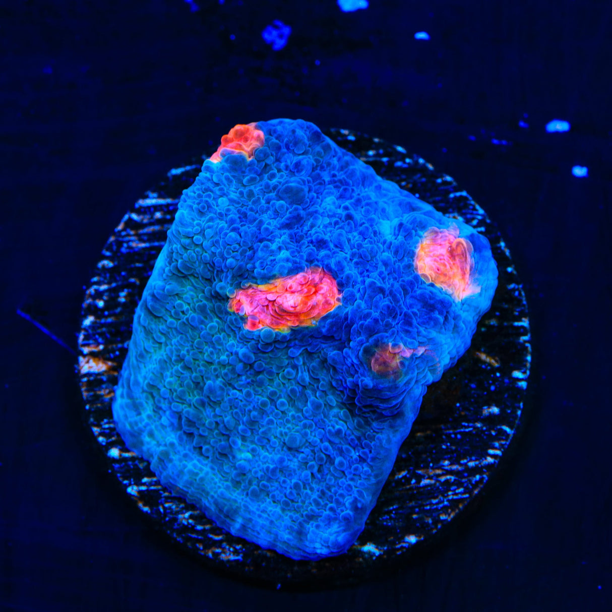 Miami Hurricane Chalice Coral