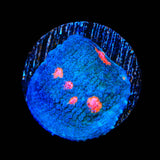 Miami Hurricane Chalice Coral