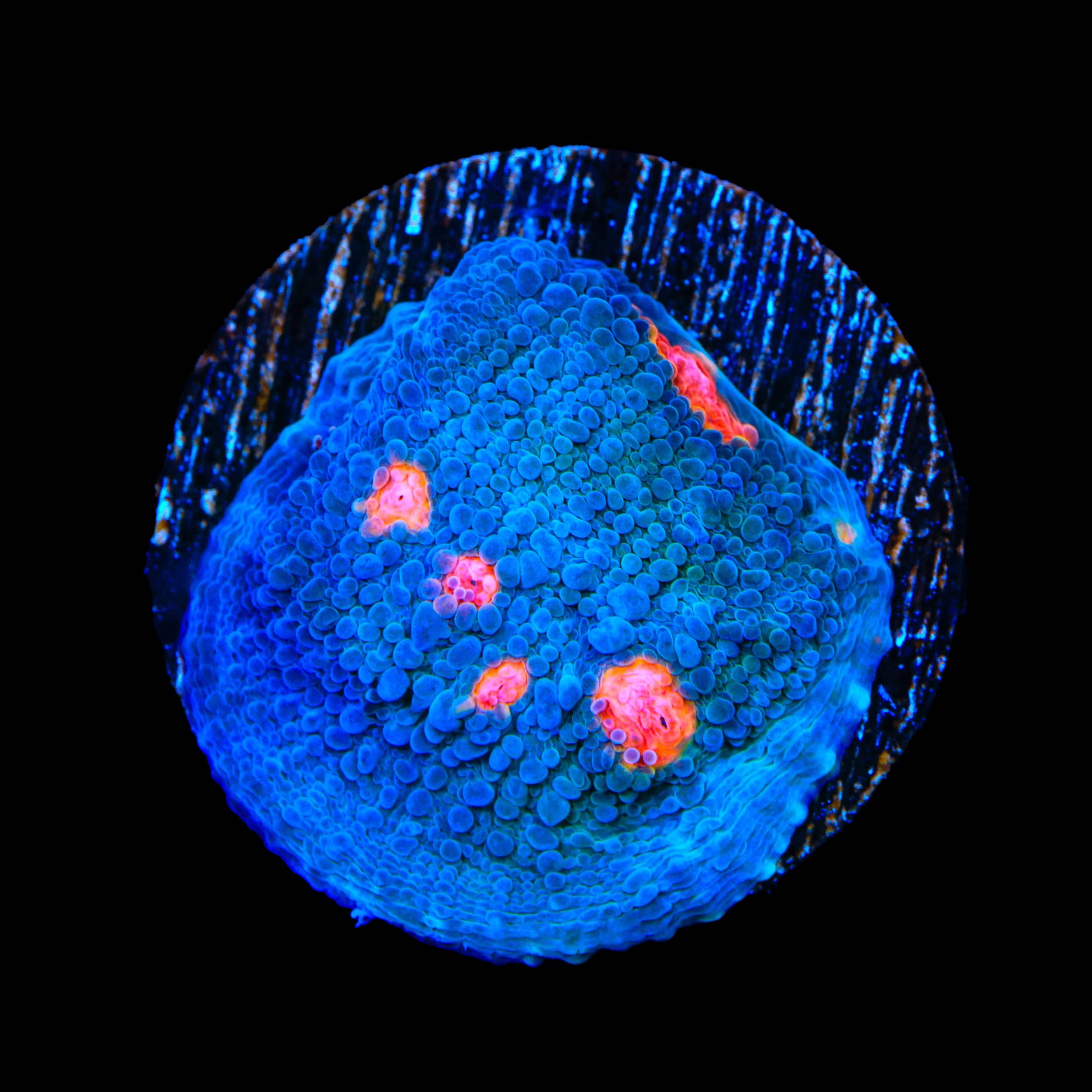 Miami Hurricane Chalice Coral