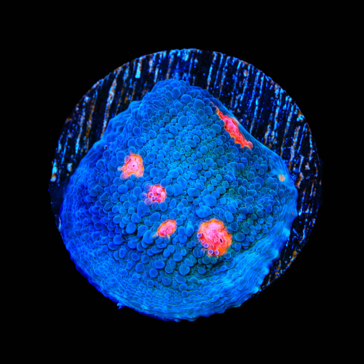 Miami Hurricane Chalice Coral