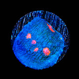 Miami Hurricane Chalice Coral