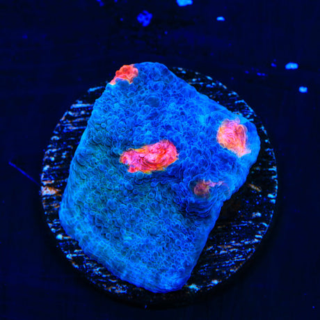 Miami Hurricane Chalice Coral