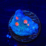 Miami Hurricane Chalice Coral