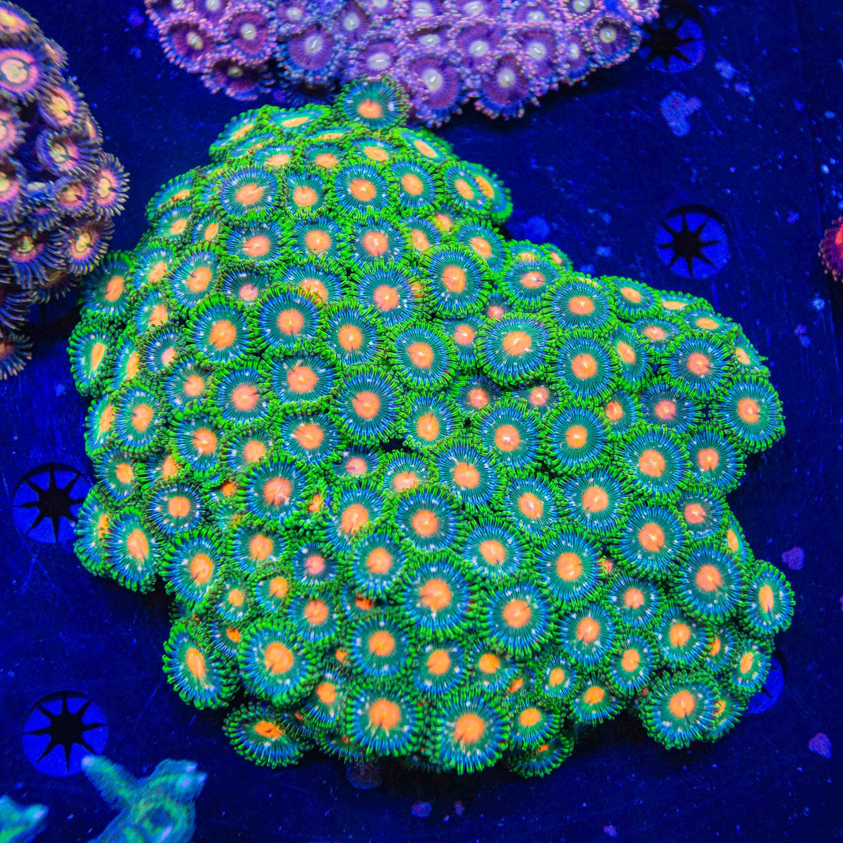 Miami Hurricane Zoanthids