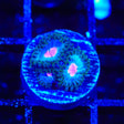 Miami Vice Zoanthids Coral
