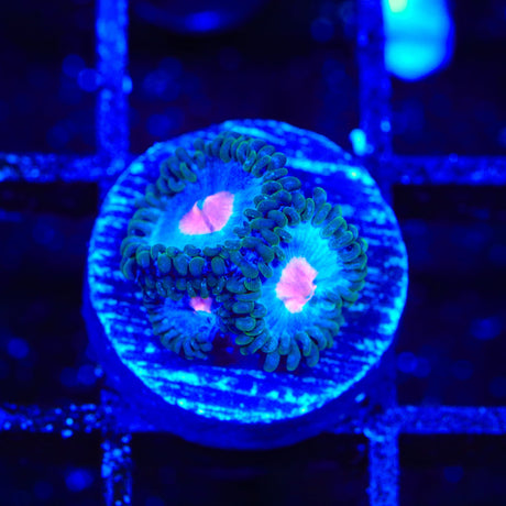 Miami Vice Zoanthids Coral