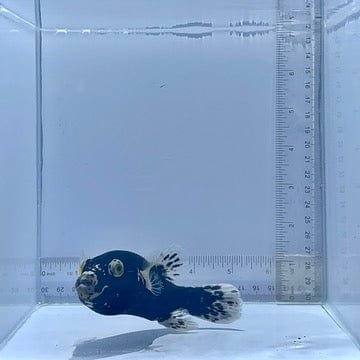 Midnight Dog Face Puffer Fish