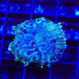 Midnight Sky Mushroom Coral