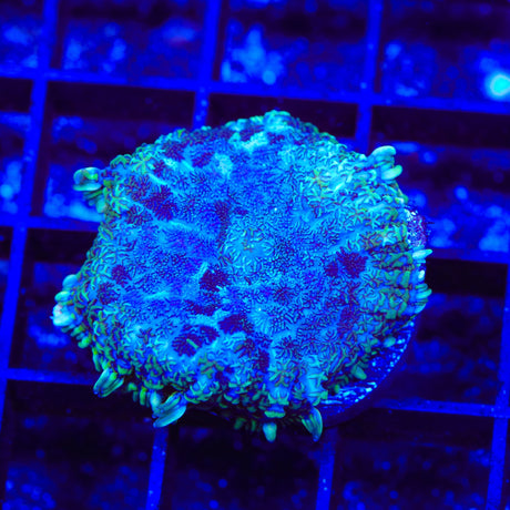 Midnight Sky Mushroom Coral
