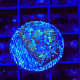 Midnight Sky Mushroom Coral