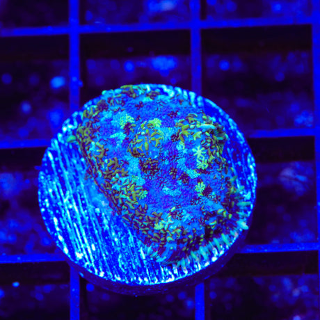 Midnight Sky Mushroom Coral