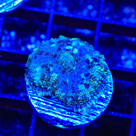Midnight Sky Mushroom Coral