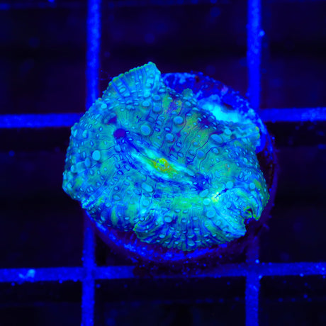 Milky Way Mushroom Coral