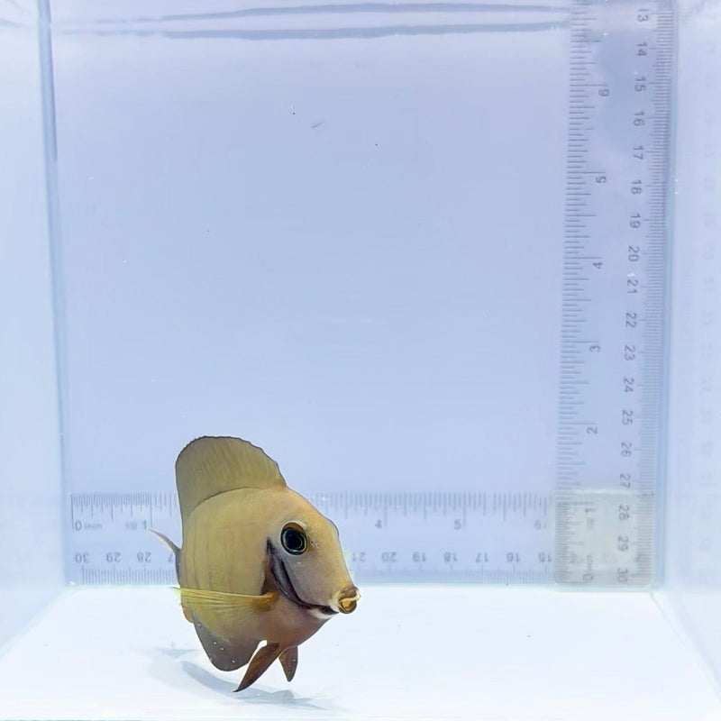 Mimic Eibli Tang (Acanthurus tristis)