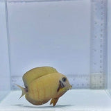 Mimic Eibli Tang (Acanthurus tristis)