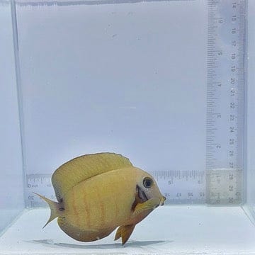 Mimic Eibli Tang (Acanthurus tristis)