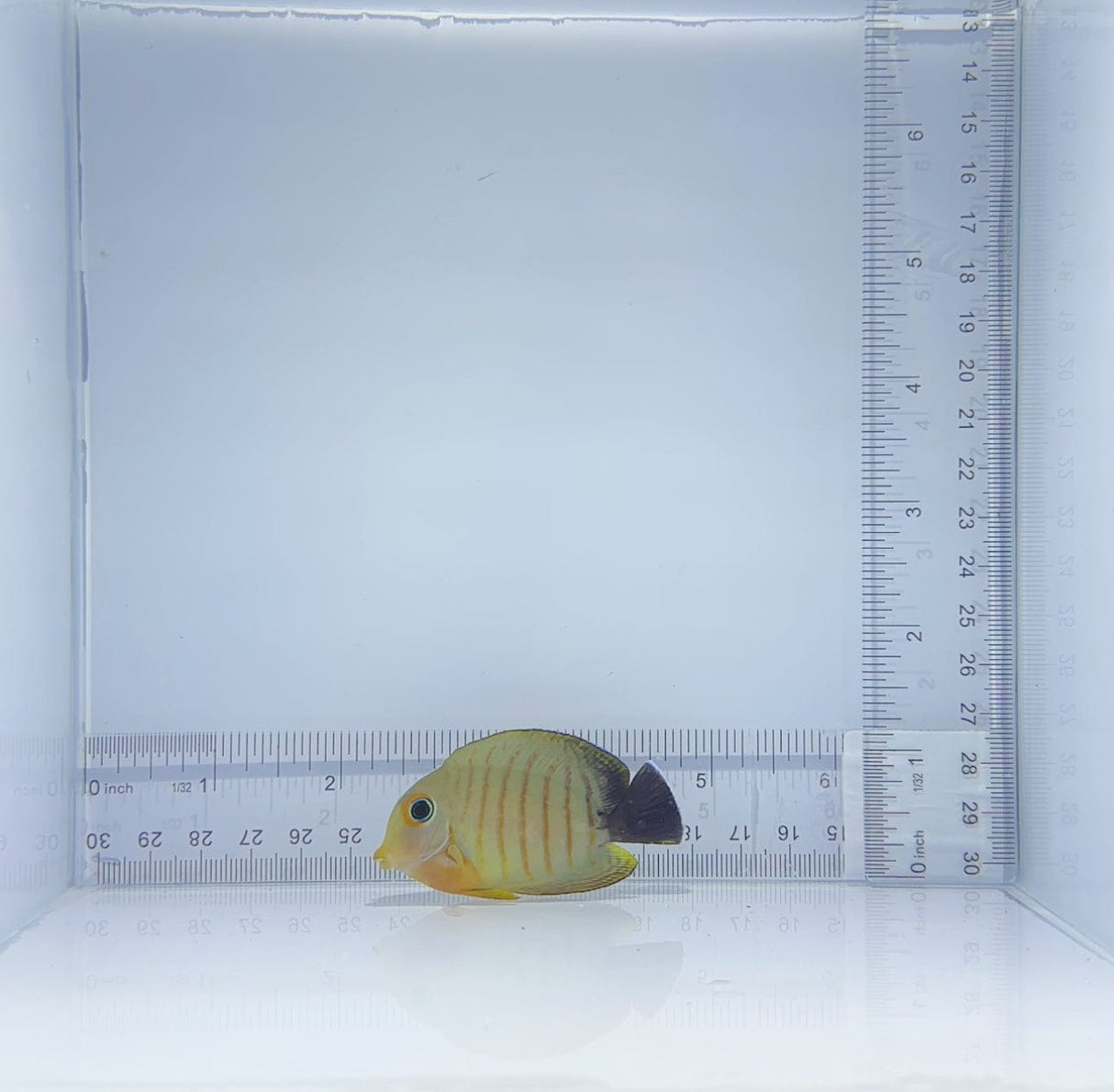 Mimic Eibli Tang Fish