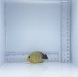 Mimic Eibli Tang Fish