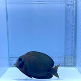 Mimic Eibli Tang Fish