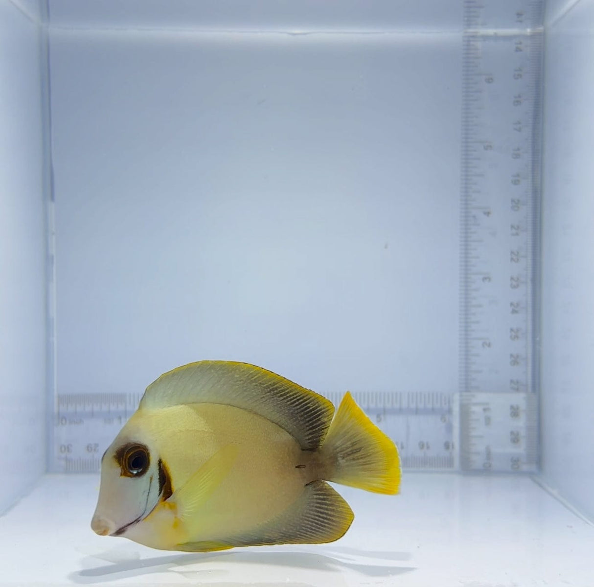 Mimic Lemon-Peel Tang Fish