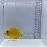 Mimic Lemonpeel Tang Fish