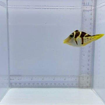Mimic Valentini File Fish