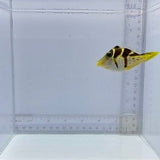 Mimic Valentini File Fish
