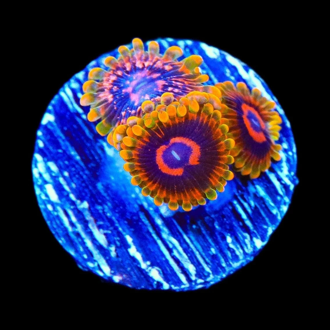 Mind Trick Zoanthids Coral
