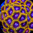 Mind Trick Zoanthids Coral