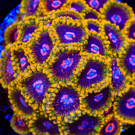 Mind Trick Zoanthids Coral