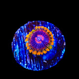 Mind Trick Zoanthids Coral