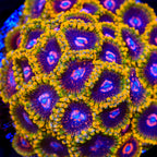 Mind Trick Zoanthids Coral