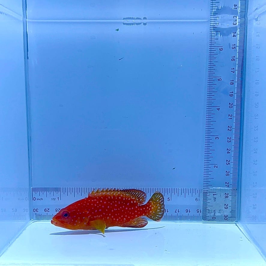 Miniatus Grouper