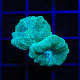 Mint Candy Cane Coral