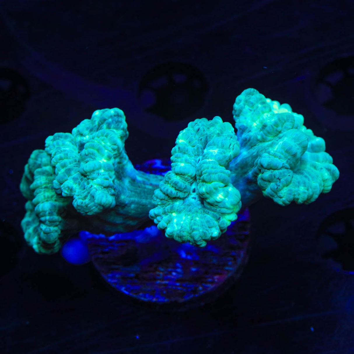 Mint Candy Cane Coral