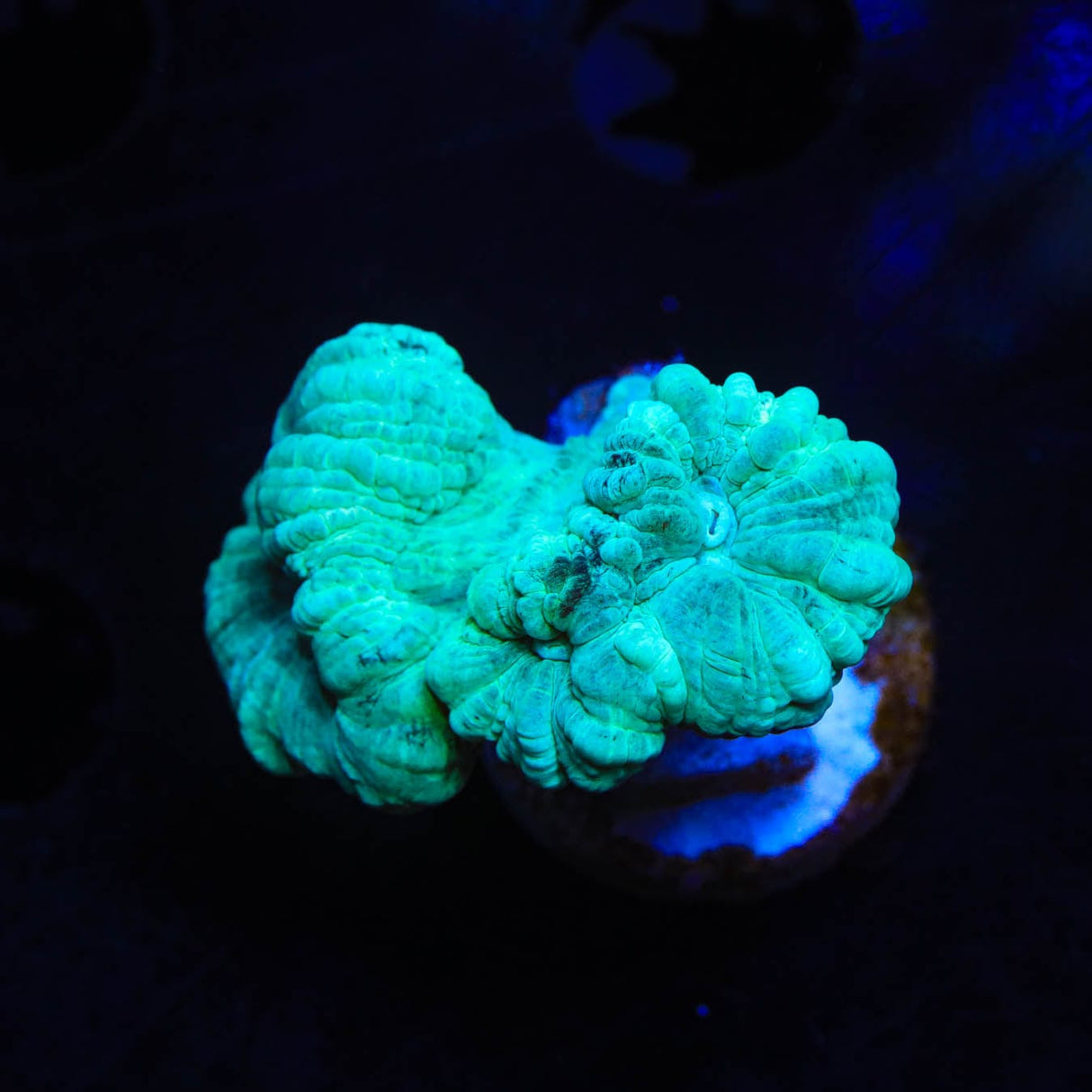 Mint Candy Cane Coral