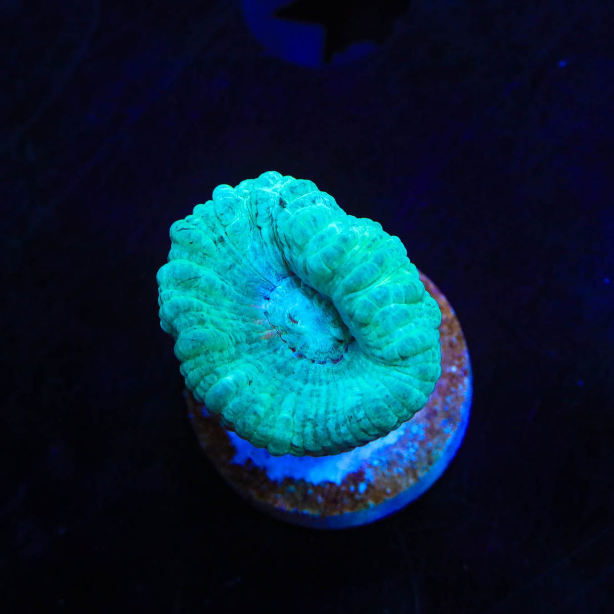 Mint Candy Cane Coral